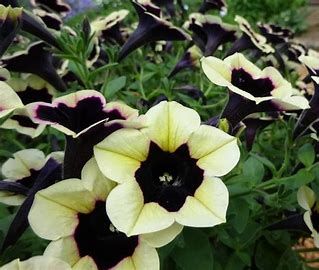 Petunia &#39;Headliner Dark Saturn&#39; 4&quot;