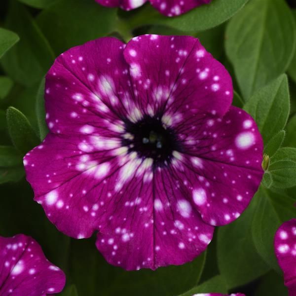 Petunia - 4&quot;, Color: Headliner Electric Purple Sky