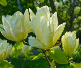 Magnolia &#39;Elizabeth&#39; 3 gal