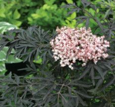 Elderberry &#39;Black Lace&#39; 2 gal PW