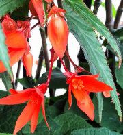 Begonia &#39;Summer Wings Compact Orange&#39; 4&quot;