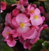 13&quot; Begonia &#39;Viking Light Pink&#39; HB