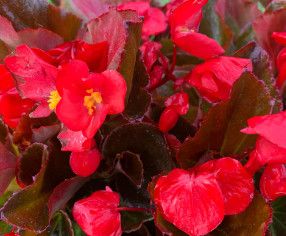 13&quot; Begonia &#39;Viking Bronze Leaf Red&#39; HB