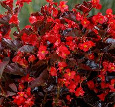 13&quot; Begonia &#39;Viking Red&#39; HB