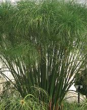 Annual Grass: King Tut &#39;Graceful Grasses&#39; - 1 gal