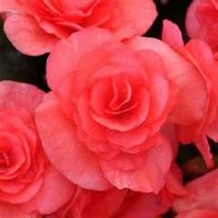 Begonia - Rieger 4" Dark Pink