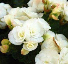 Begonia - Rieger 4&quot; White