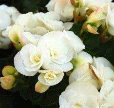 Begonia - Rieger 4" White