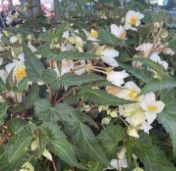 Begonia - Tuberous 4&quot; Waterfall Beauvilla White