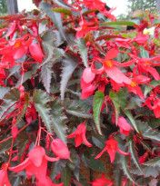 Begonia - Tuberous 4&quot; Waterfall Beauvilla Red