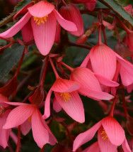 Begonia - Tuberous 4&quot; Waterfall Hot Pink