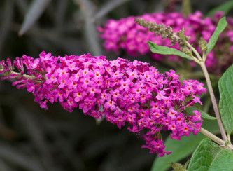 Butterfly Bush &#39;Miss Ruby&#39; 2 gal PW
