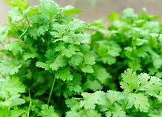 Cilantro Cruiser 4"