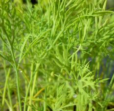 Dill Fernleaf 4&quot;