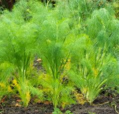 Fennel Bronze Leaf - 4&quot;