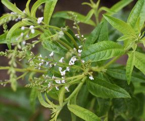 Lemon Verbena  4&quot;