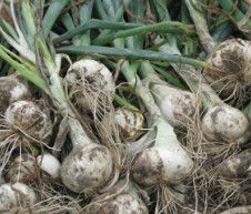 Onion &#39;Spanish White&#39; - 4 &quot;