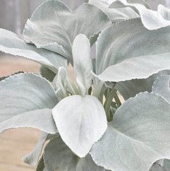 Senecio Angel Wings 1 gal