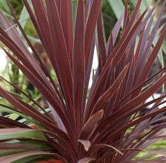 Cordyline Spike 'Red Star' 1 qt