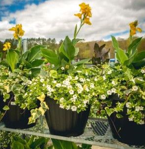 20" Round Planter with Canna Lily