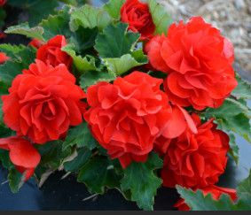 Begonia Non-Stop - 4&quot; Red