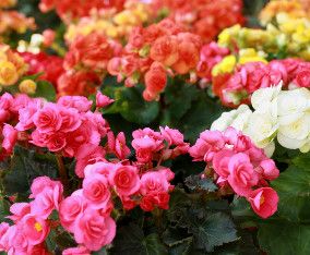 13&quot; ROUND Rieger Begonia Mixed Planter