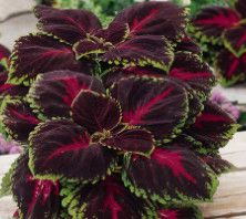 Coleus Faux Terra Cotta - &#39;Kong Red&#39; - 10&quot;