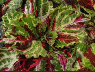 10&quot; Coleus  - &#39;Kong Mosaic&#39;