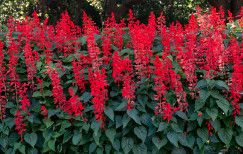 Salvia - Red Hot Sally 4"
