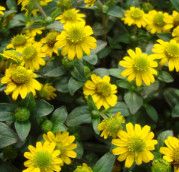Sanvitalia 4" Yellow