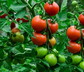Tomato - 10&quot; Caged Tomato