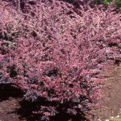 Barberry &#39;Rose Glow&#39; 2 gal