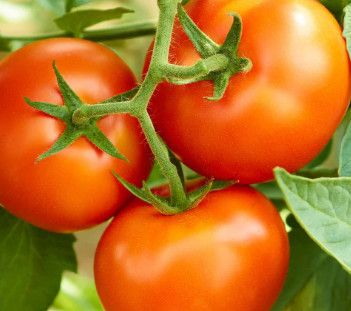 Tomato Early Girl Plus 2 cell pack