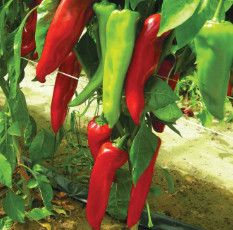 Peppers - 4" Super Shepherd