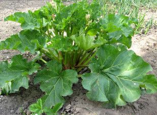 Rhubarb &#39;Victoria&#39; 2 gal