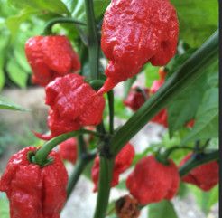 Hot Pepper Carolina Reaper 4&quot; (extreme)
