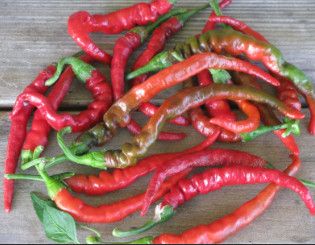 Peppers - Cayenne Long Thin (hot) 4 cell