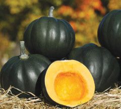 Squash Honey Bear 4"
