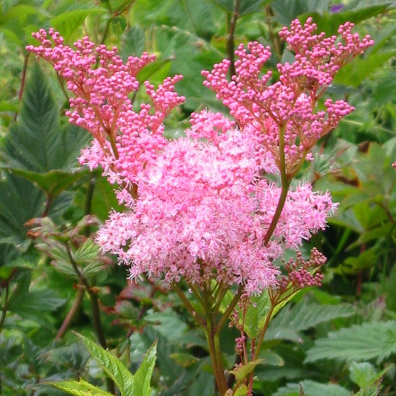 Filipendula rubra &#39;Queen of the Prairie&#39; 1 gal