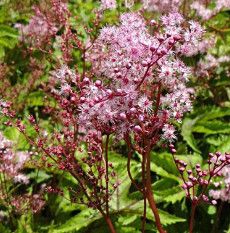 Filipendula Venusta &#39;Red Umbrella&#39; 1 gal