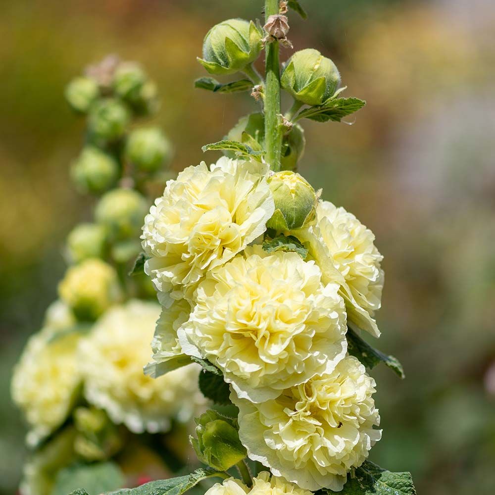 Hollyhock &#39;Chaters Yellow - 4&quot;