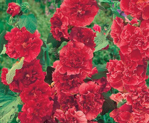 Hollyhock &#39;Chater&#39;s Red&#39; 4&quot;
