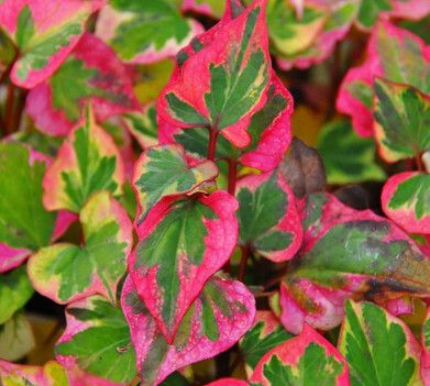 Chameleon Plant &#39;Houttuynia&#39; 4&quot;