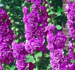 Hollyhock &#39;Chater&#39;s Purple&#39; 4&quot;
