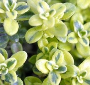 Creeping Thyme &#39;Highland Cream&#39; 4&quot;