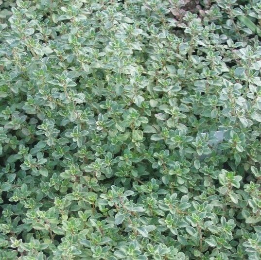 Creeping Thyme &#39;Silver&#39; 4&quot;