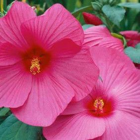 Hibiscus Rose Mallow &#39;Luna Rose&#39; 4&quot;