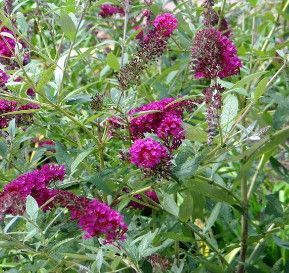 Butterfly Bush &#39;Magenta Improved&#39; - 2 gal