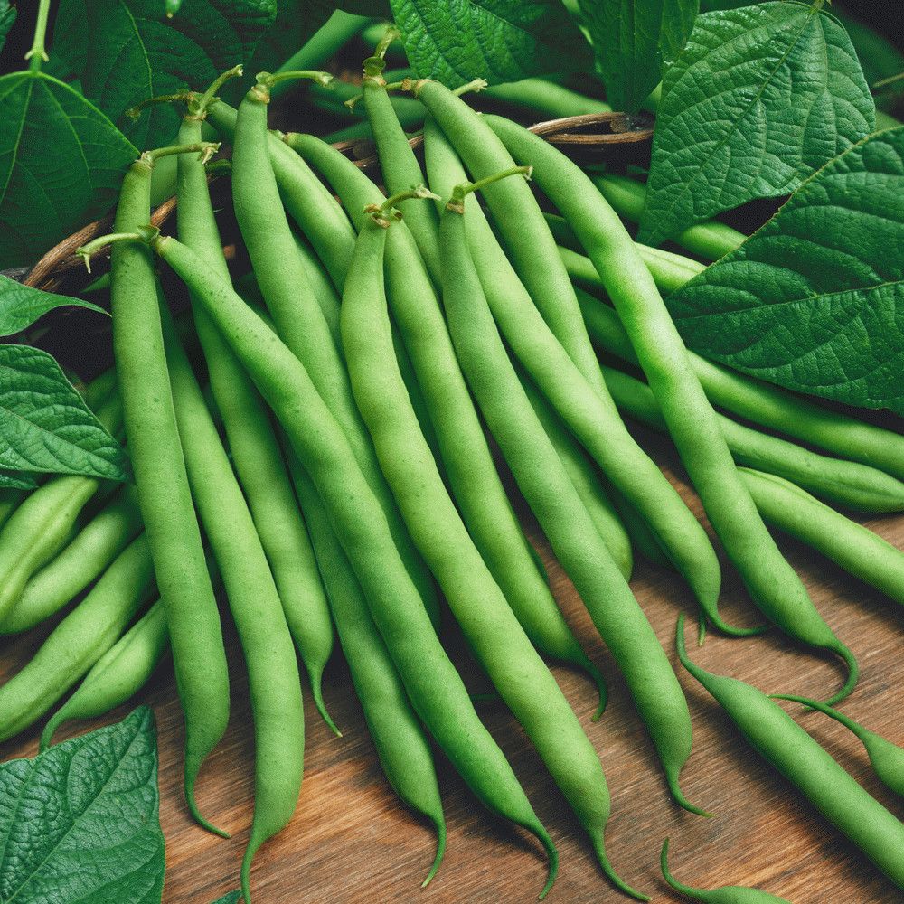 Beans Bush Blue Lake 4 cell pack