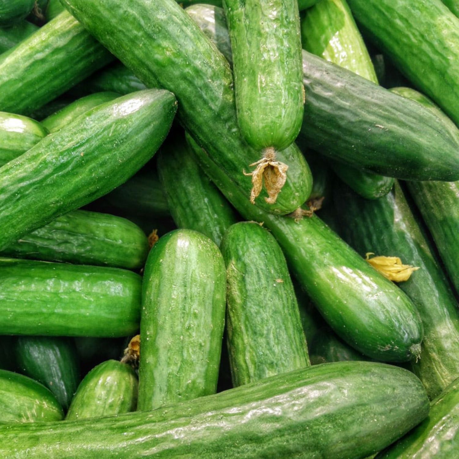 Cucumber - English Telegraph 2 cell pack